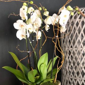 Orchidées